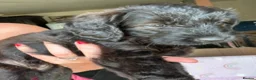Labradoodle dogs for sale: Wonderful labradoodle puppies - Advert 10