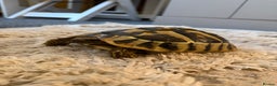Hermann Tortoise reptiles for sale: Walter - Advert 2