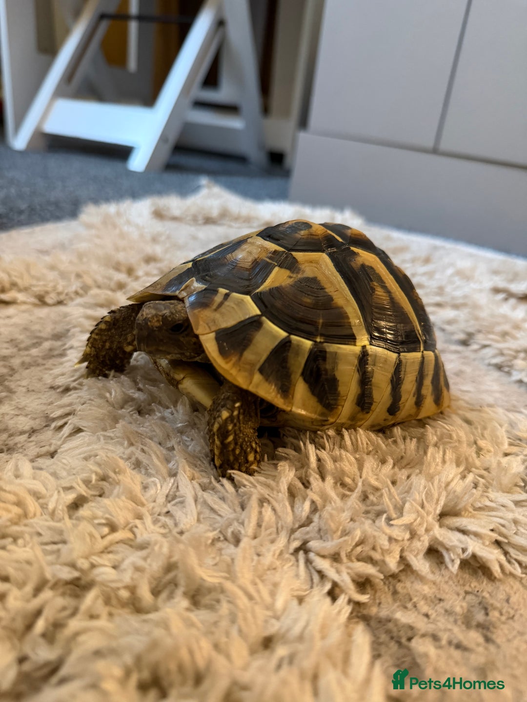 Hermann Tortoise reptiles for sale: Walter - Advert 2