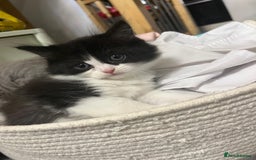 British Shorthair cats for sale: Absolutely stunning half bsh kittens - Image 2