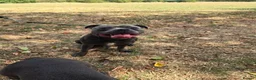 Staffordshire Bull Terrier dogs for stud: 💙 STAFFORDSHIRE BULL TERRIER – PROVEN STUD 💙 - Advert 4
