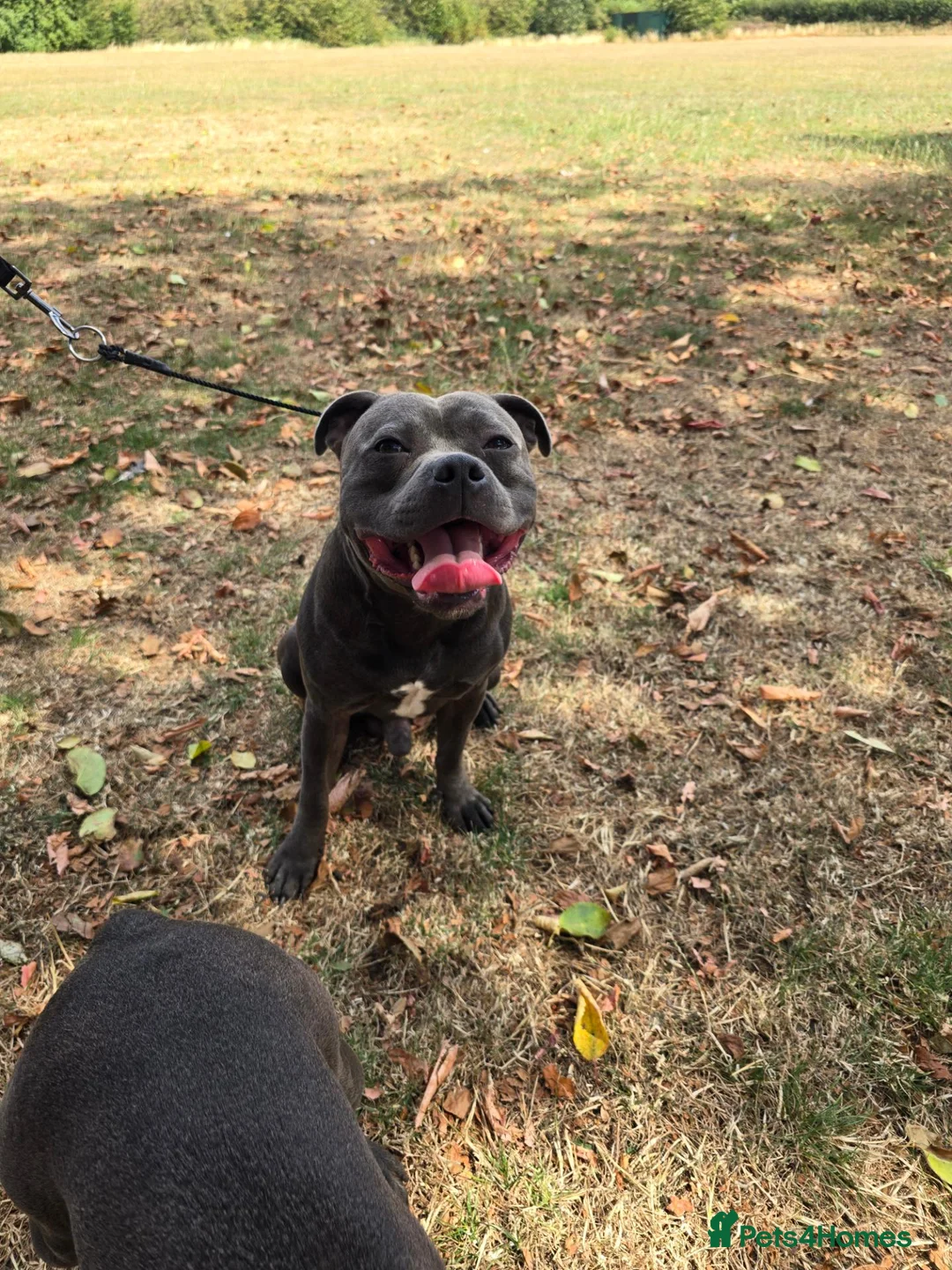 Staffordshire Bull Terrier dogs for stud: 💙 STAFFORDSHIRE BULL TERRIER – PROVEN STUD 💙 - Advert 4