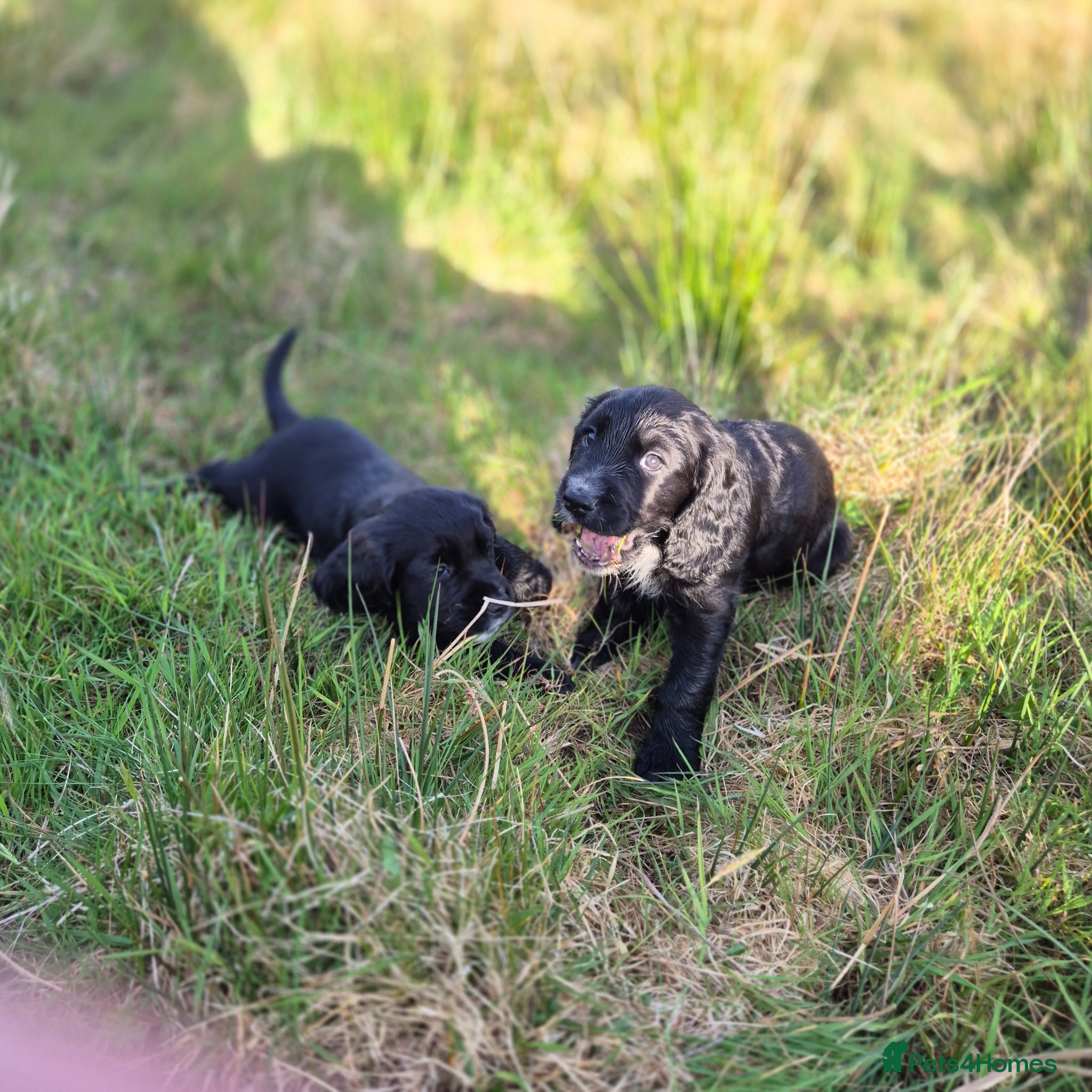 Cocker Spaniel dogs Working cocker spaniel puppys - Advert 17