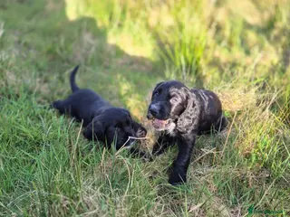 Cocker Spaniel dogs Working cocker spaniel puppys - Advert 17