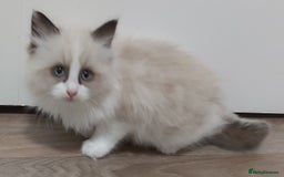 Ragdoll cats for sale: RAGDOLLS BICOLOUR BOY GIRLS BLUE EYES READY NOW  - Advert 6