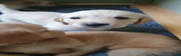 Golden Retriever dogs for sale: 8 Golden Retriever puppies for sale. - Advert 5