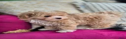 Maltipoo dogs for sale: Amazing Tiny Korean Maltipoo Puppies.  - Advert 20