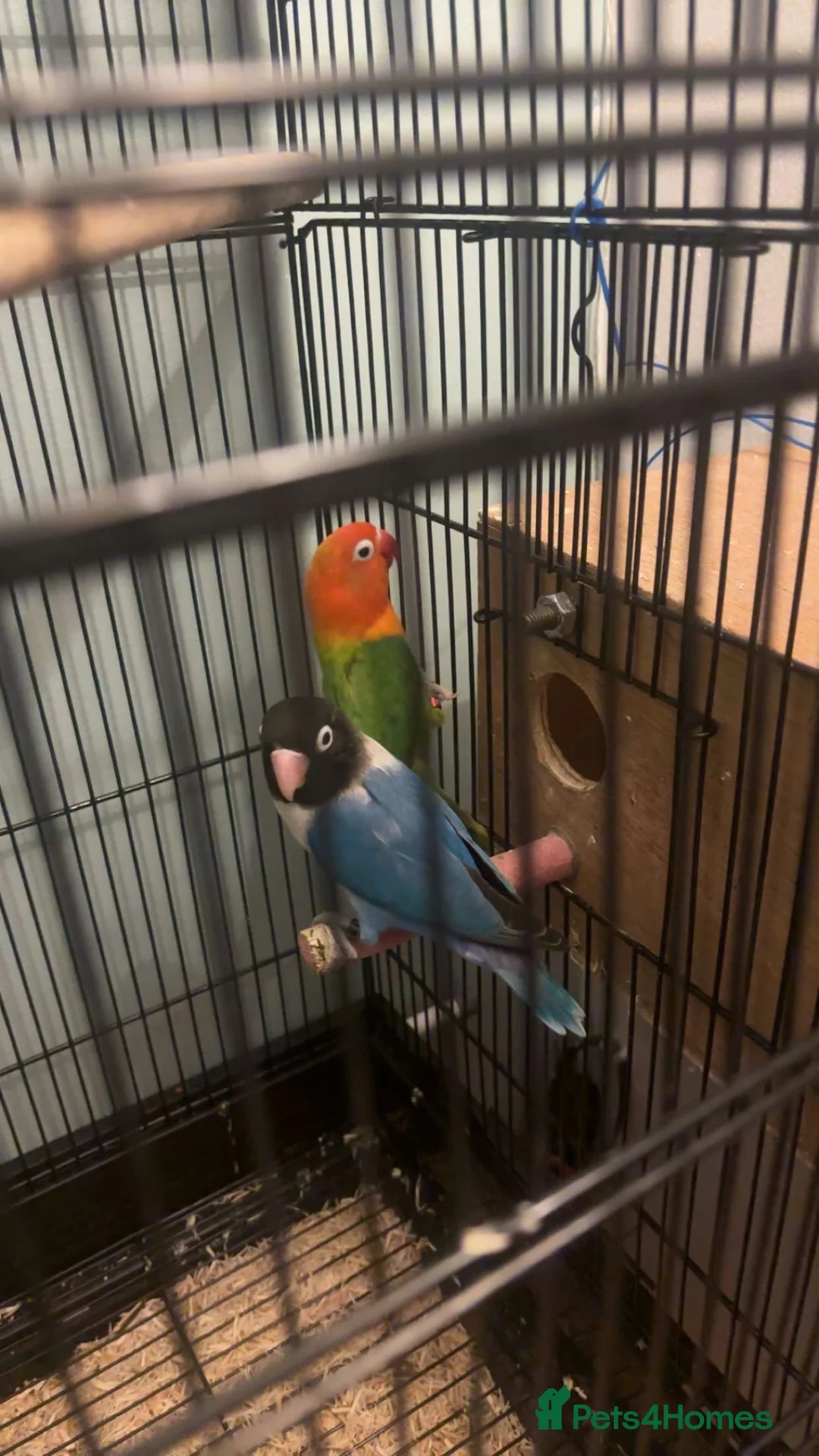 Lovebirds birds for sale: Love bird  - Advert 2