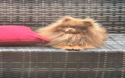 Pomeranian dogs for stud: Outstanding Choc Tan Boy kc 🔥 in Pontefract - Image 4