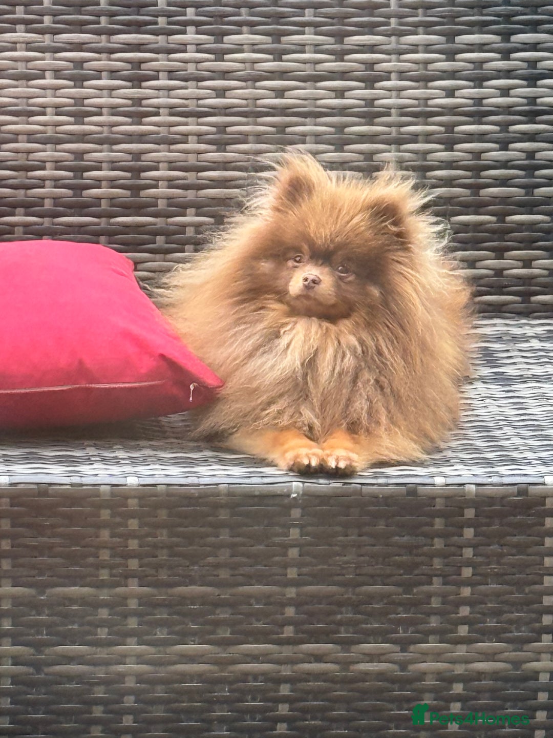 Pomeranian dogs for stud: Outstanding Choc Tan Boy kc 🔥 in Pontefract - Image 4