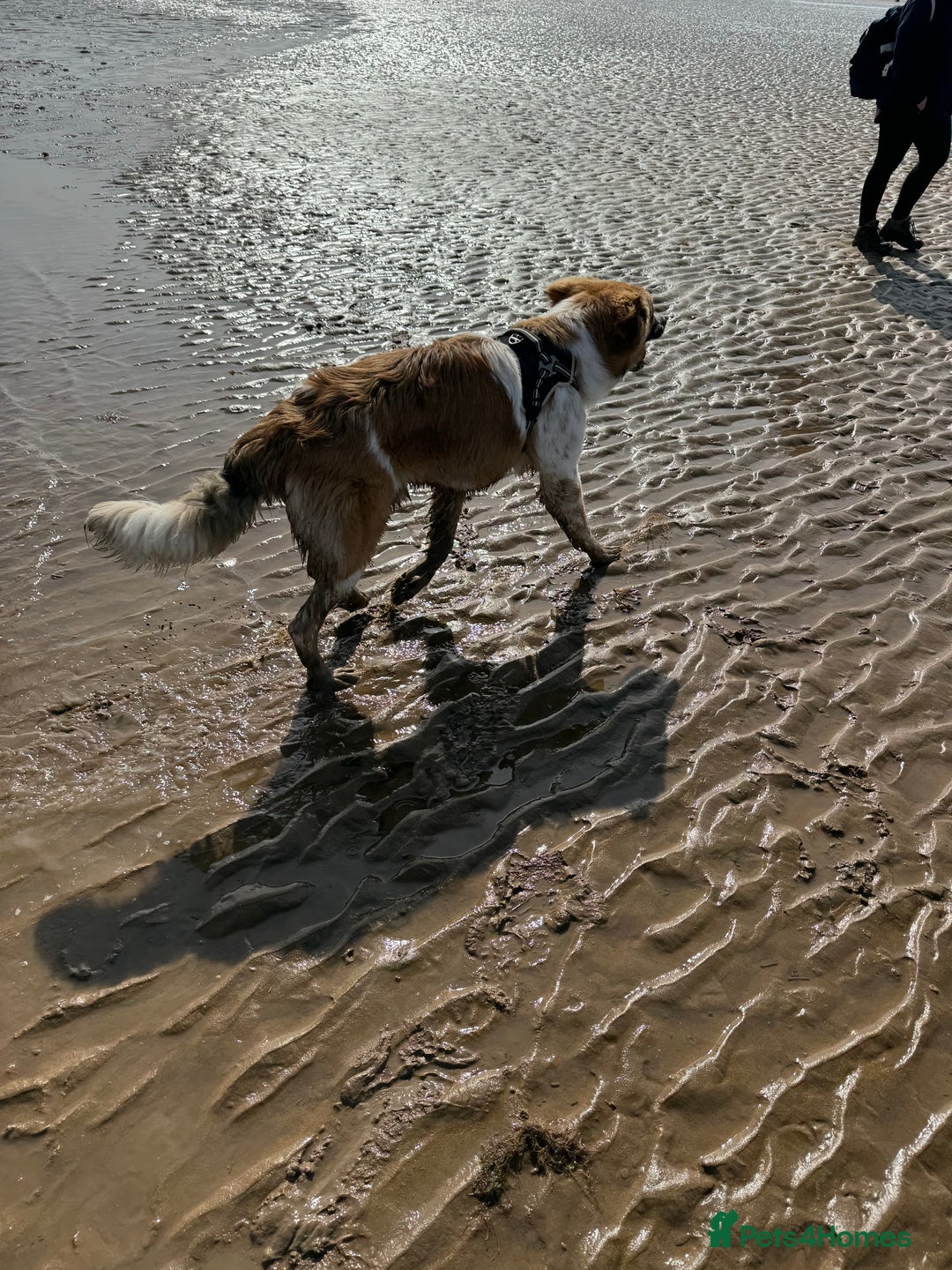 Newfoundland dogs for sale: Newfoundland 2 year old  - Advert 9