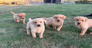 Labrador Retriever dogs - Advert 12