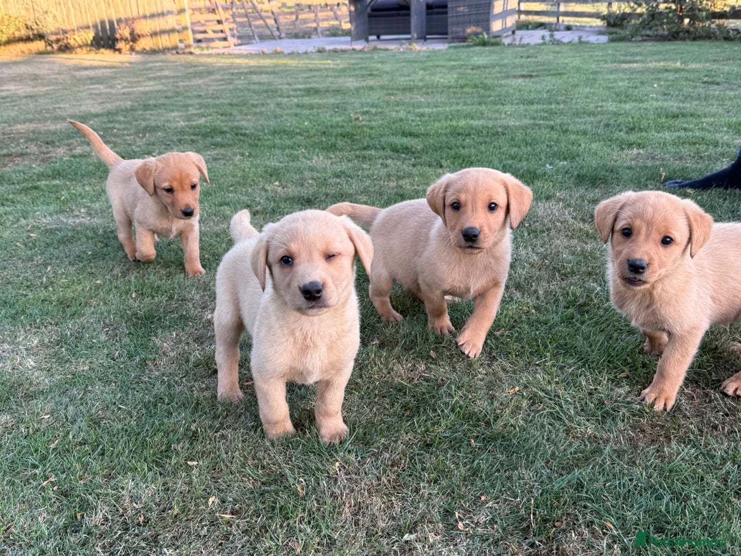 Labrador Retriever dogs for sale: 🧡 Fabulous Red & Yellow KC reg Puppies  - Image 3