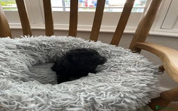 Toy Poodle dogs for sale: Toy Poodle Puppies  - Image 6