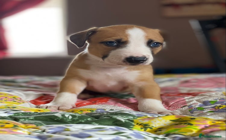 Mixed Breed dogs - Advert 1