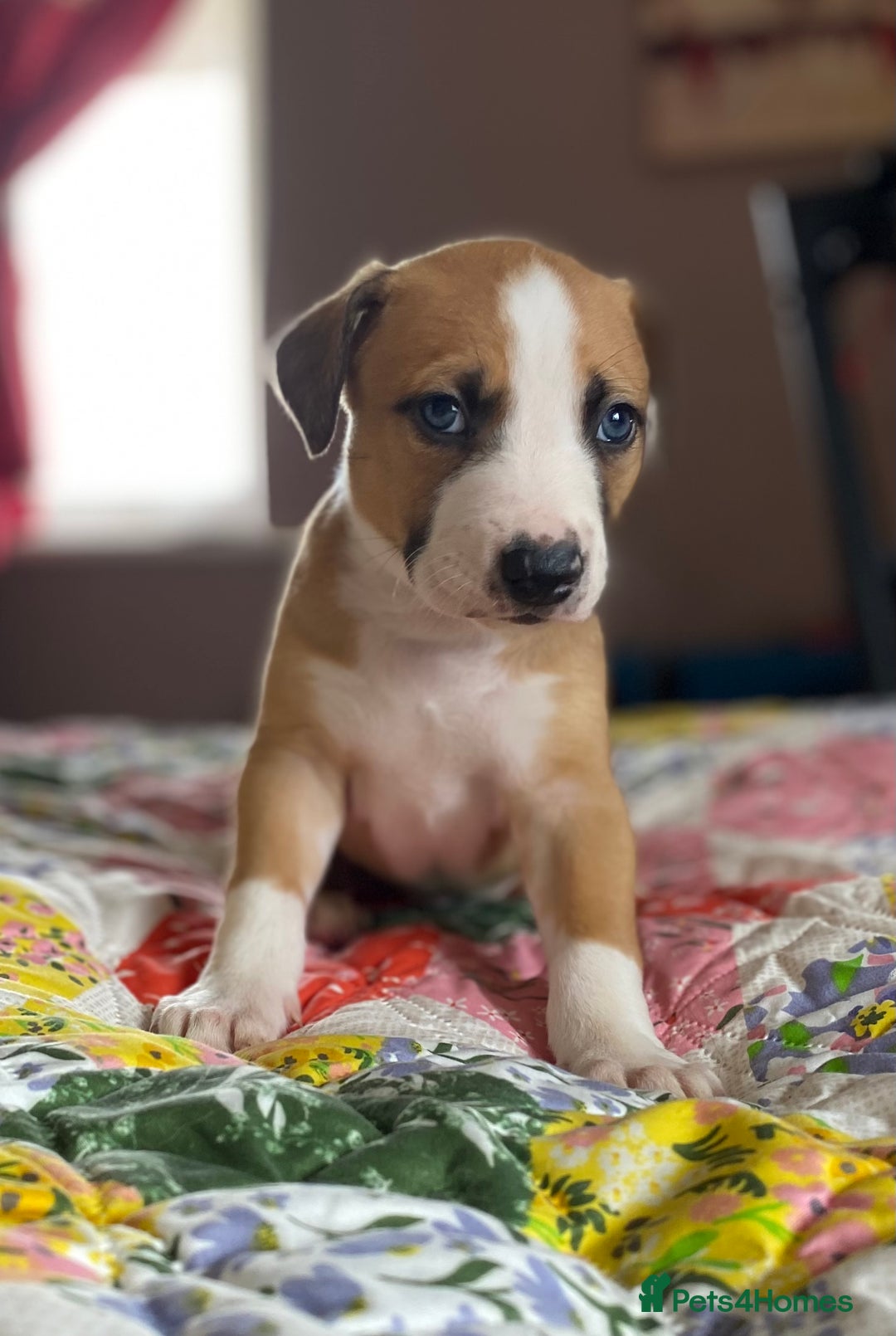 Mixed Breed dogs for sale: Collie bull greyhound puppies - Image 1