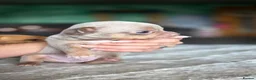 Chihuahua dogs for sale: Beautiful Top Quality Tiny Chihuahua Puppies - Advert 22