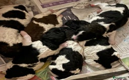 Saint Bernard dogs for sale: St Berdoodle (Saint Bernard standard Poodle) - Image 2