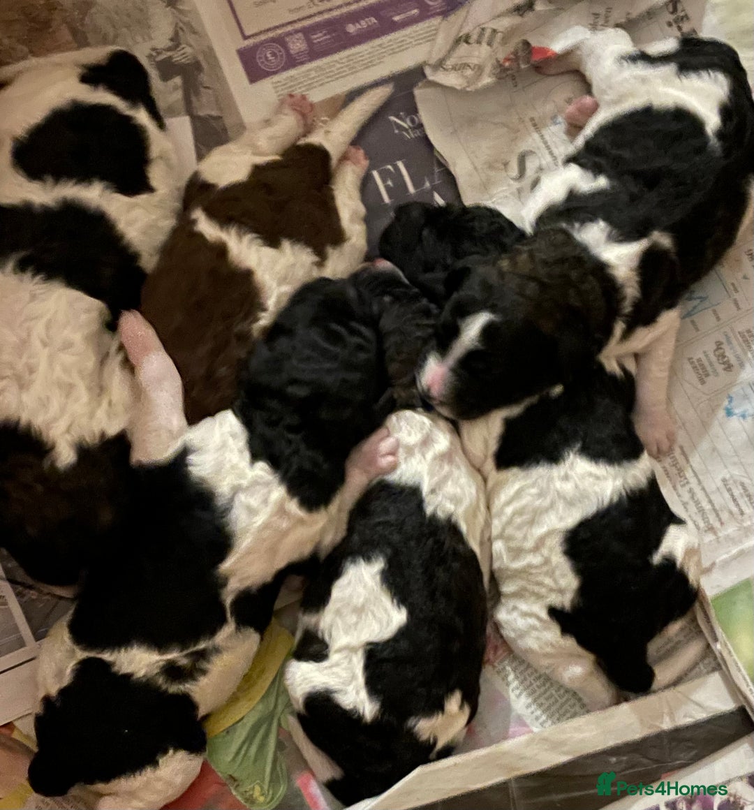 Saint Bernard dogs for sale: St Berdoodle (Saint Bernard standard Poodle) - Image 2