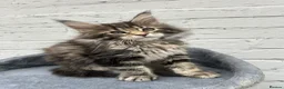 Maine Coon cats for sale: TICA reg Pedigree Maine Coon Kittens  - Advert 15