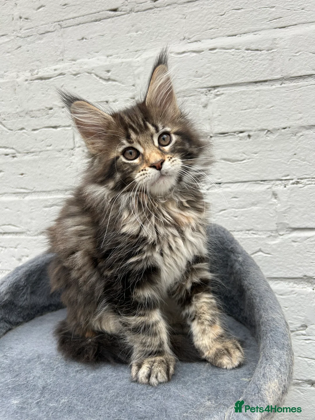 Maine Coon cats for sale: TICA reg Pedigree Maine Coon Kittens  - Advert 15