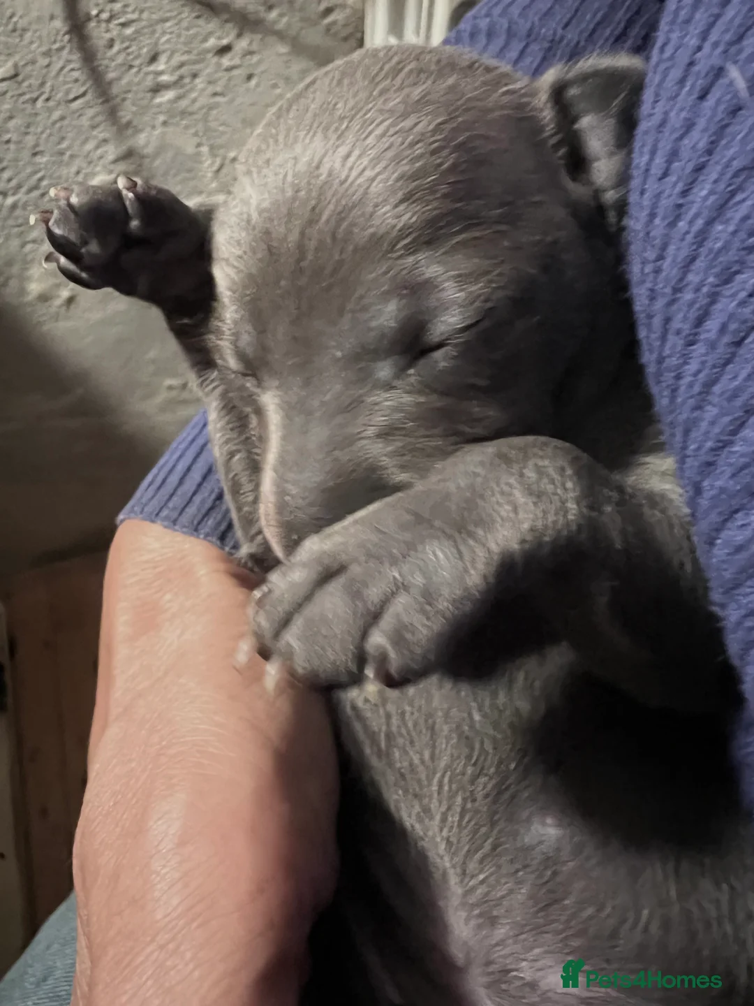Italian Greyhound dogs for sale:     Italian Greyhound. Babies  - Advert 33