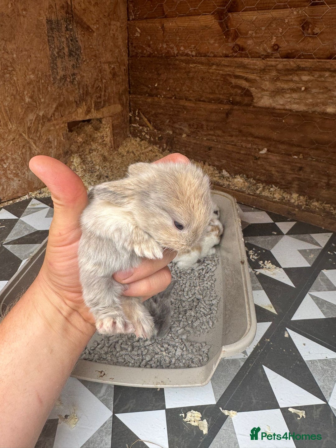 Mini Lop rabbits for sale: Mini Lops & Mini Lion Lops. Separate litters - Image 15