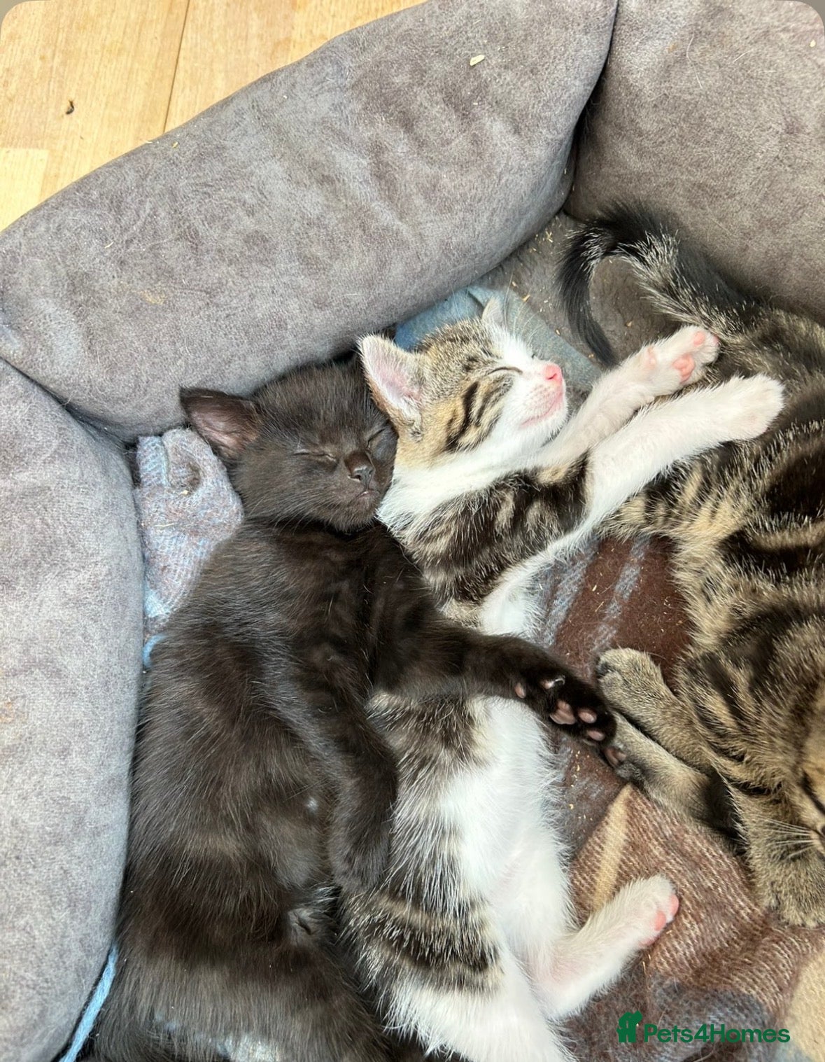 Mixed Breed cats 2 confident kittens left ! - Advert 7