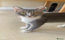 Mixed Breed cats for sale: Kitten for sale - Image 6