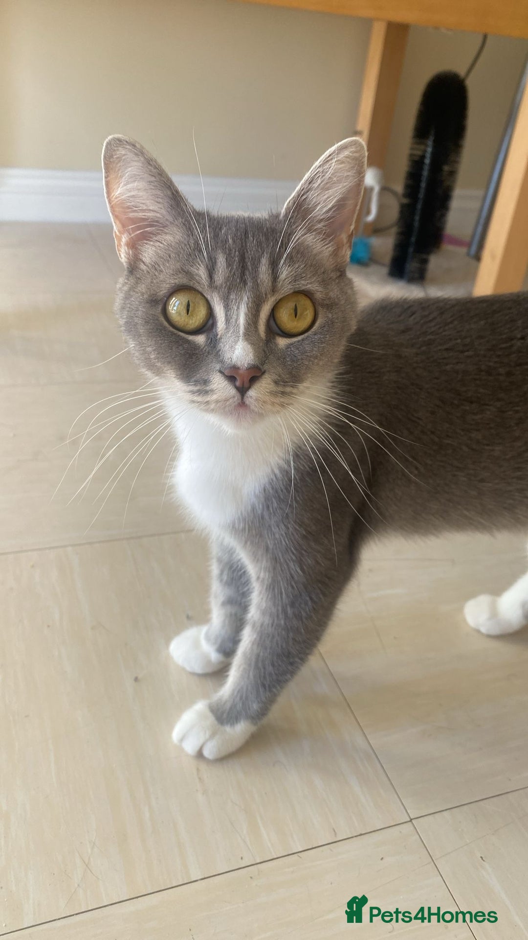 Mixed Breed cats for sale: Kitten for sale - Image 6