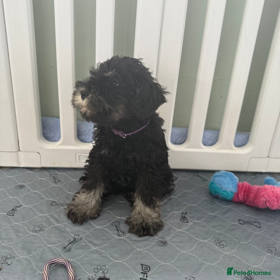Miniature Schnauzer dogs for sale: health tested parents  - Image 22