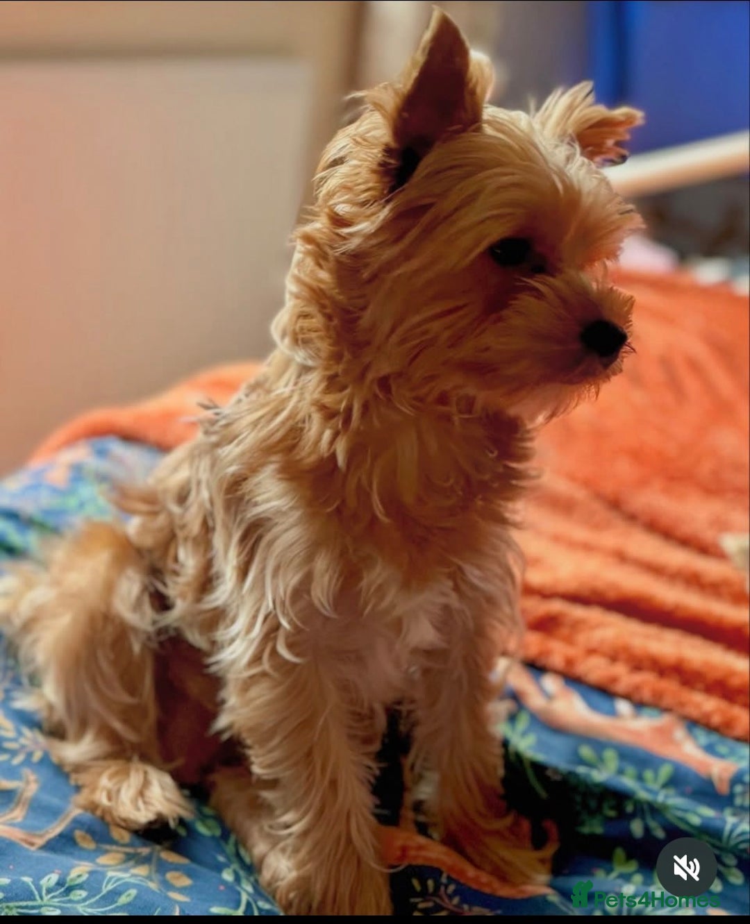 Yorkshire Terrier dogs for sale: Adorable Health Tested Coloured Yorkies (Biewer)  - Advert 19
