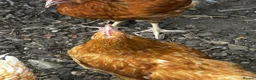 Chickens poultry for sale: 6 point of lay hens/pullets - Advert 4