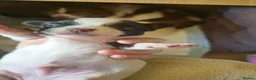 Chihuahua dogs for sale: Full pedigree long coat chihuahua lilac/chocolate - Advert 17