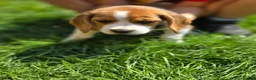 Beagle dogs for sale: Beagle puppies ready for love!! - Advert 12