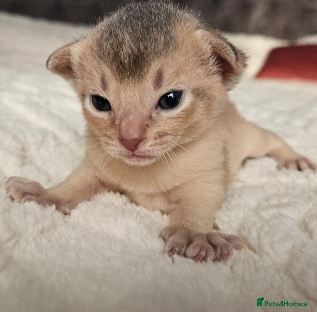 Abyssinian cats for sale: Abyssinian  - Advert 11