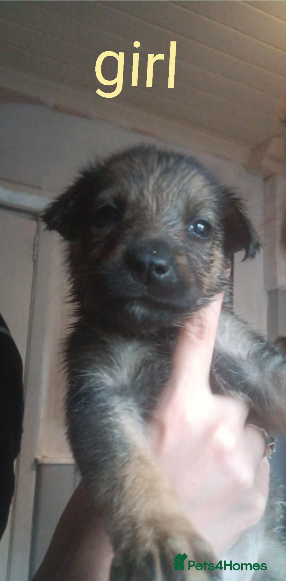 Mixed Breed dogs for sale: Gorgeous German shepherd x puppies  - Image 8