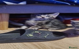 Bengal cats for sale: Mixed bengal kittens   - Image 37