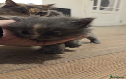 Ragdoll cats for sale: Ragdoll cats  - Image 6