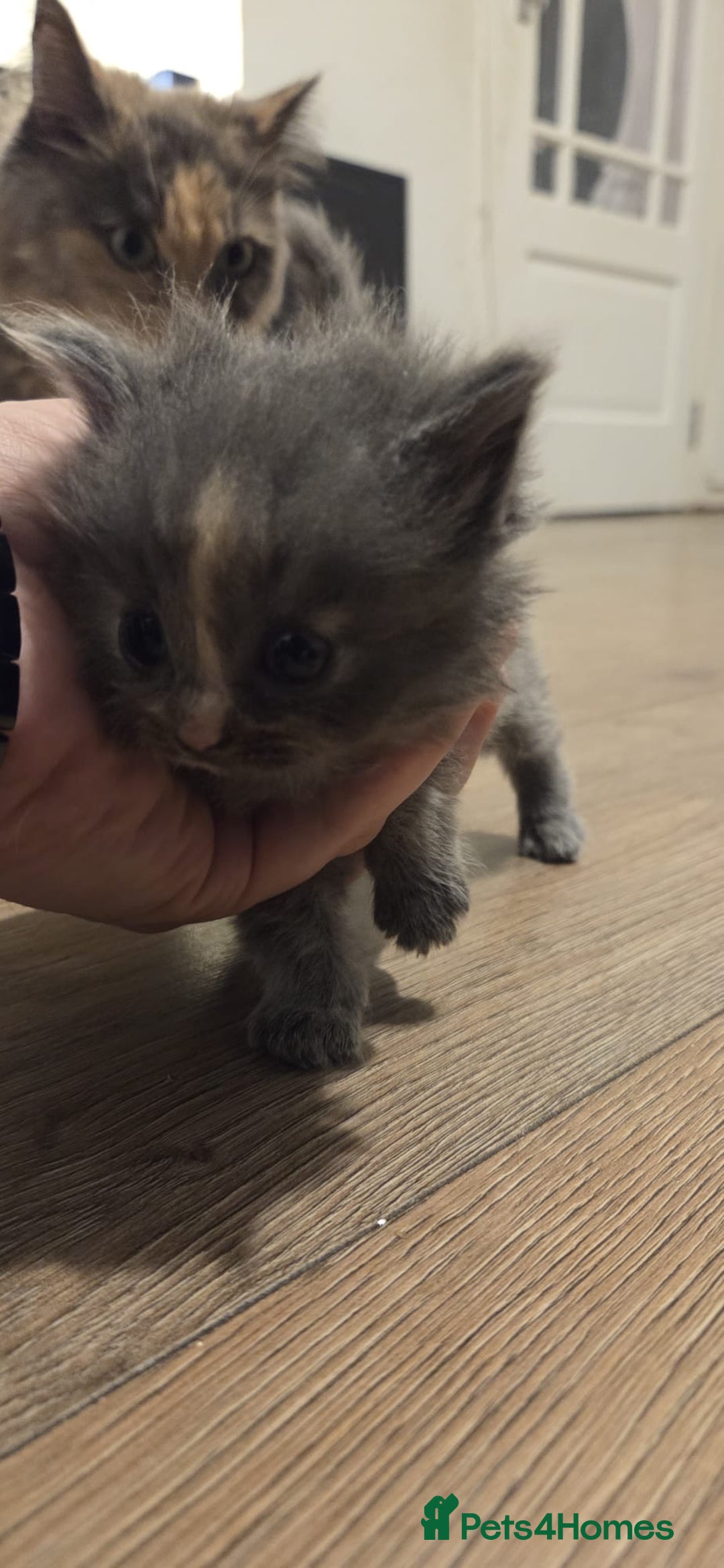 Ragdoll cats for sale: Ragdoll cats  - Image 6