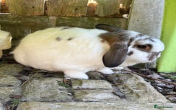 Mini Lop rabbits for sale: 2 x bonded mini male lops - Image 3