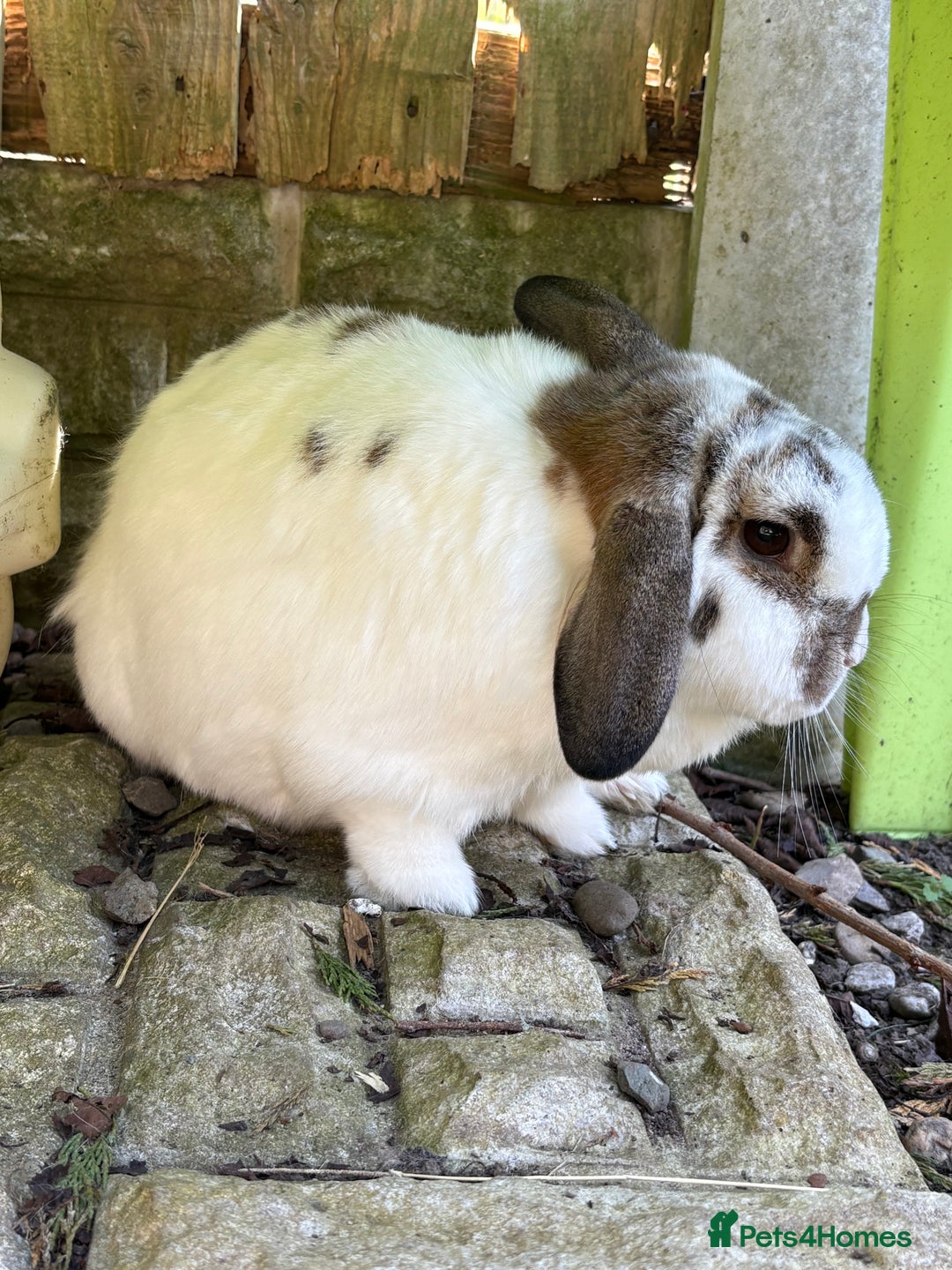 Mini Lop rabbits for sale: 2 x bonded mini male lops - Image 3