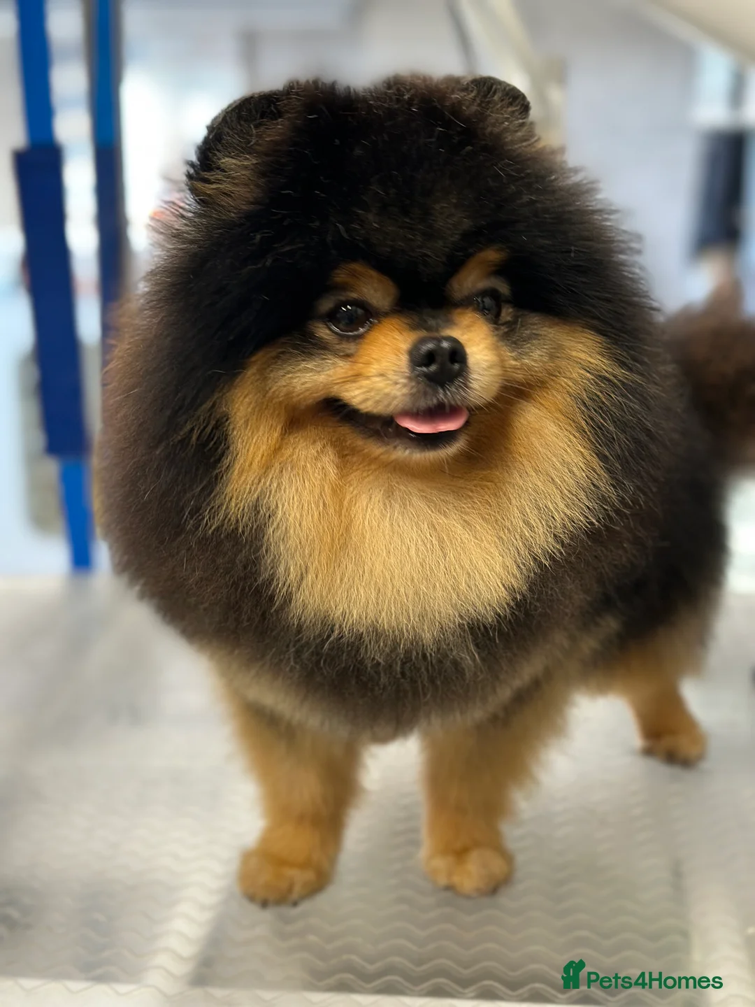 Pomeranian dogs for stud: Stunning Black and Tan for stud only in Lanark - Advert 12