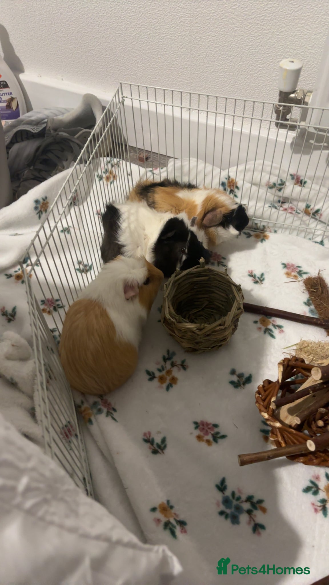 Guinea Pig rodents for sale: Bonded guinea pigs  in St Albans - Advert 1