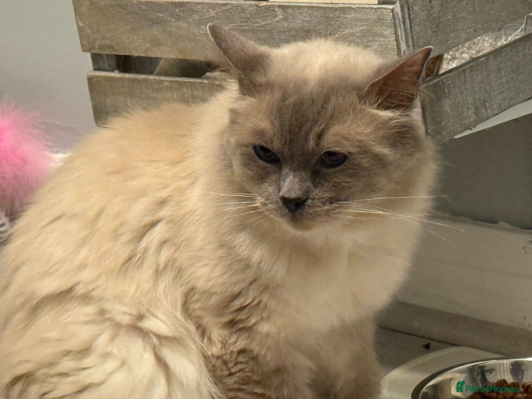 Ragdoll cats for sale: GCCF registered Pedigree Ragdoll kittens - Advert 6