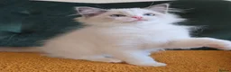 Ragdoll cats for sale: Show quality babies ready now - Advert 8