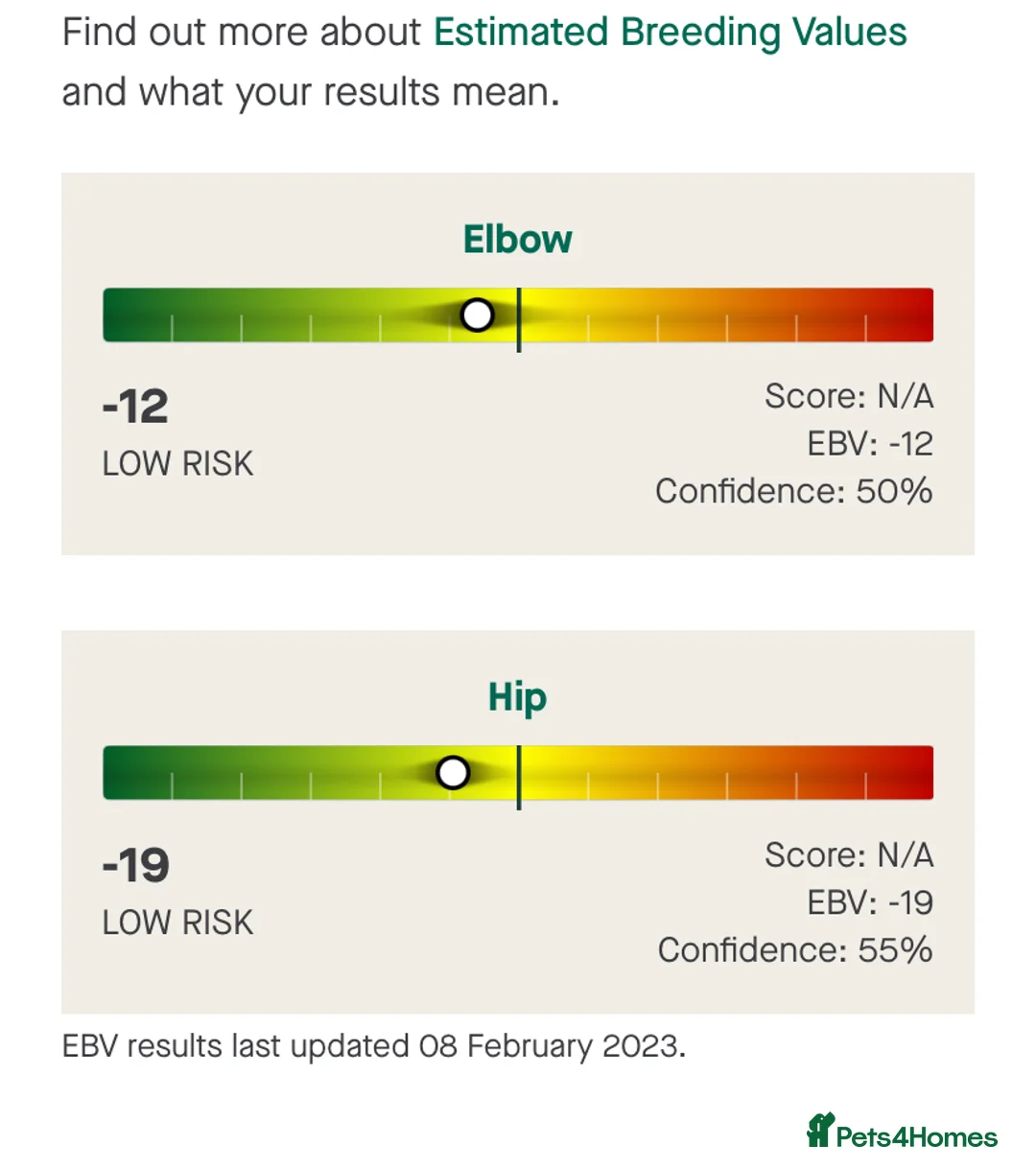 Labrador Retriever dogs for stud: KC Reg, DNA Clear, 0/0 Hips, Produces Chocolate in March - Advert 9
