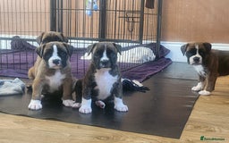 Boxer dogs for sale: 🌟🩷COI 0.5% KC REG BOBTAIL GIRL🩷🌟 - Image 34