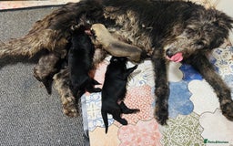 Irish Wolfhound dogs for sale: Stunning litter of Irish Wolfhound puppies - Image 1