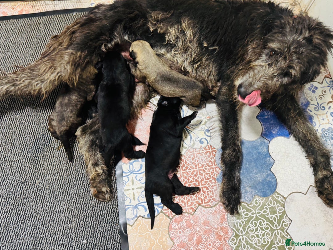Irish Wolfhound dogs for sale: Stunning litter of Irish Wolfhound puppies - Image 1